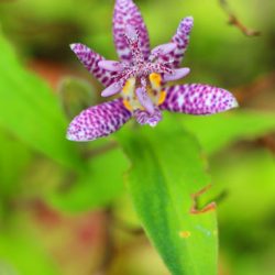 小菅トラウトガーデン 釣果