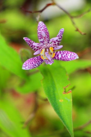 小菅トラウトガーデン 釣果