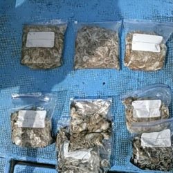 フィッシングガイド りょう 釣果