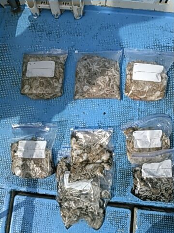 フィッシングガイド りょう 釣果