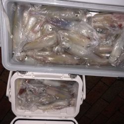 幸風（さちかぜ） 釣果