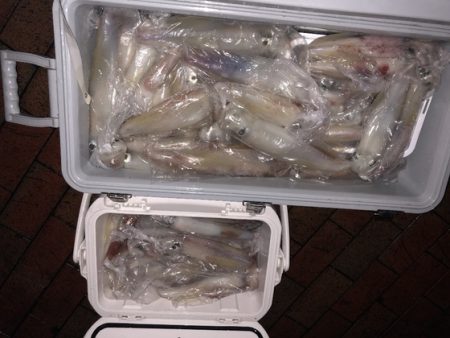 幸風（さちかぜ） 釣果