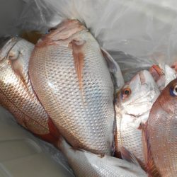 こうゆう丸 釣果