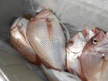 こうゆう丸 釣果