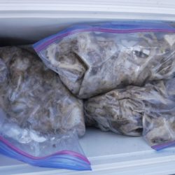 遊漁船 幸友丸 釣果