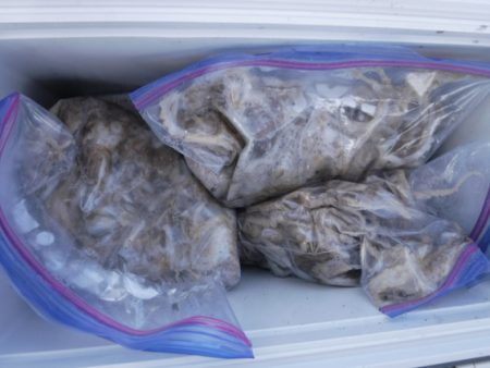 遊漁船 幸友丸 釣果