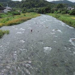 狩野川(狩野川漁業協同組合) 釣果