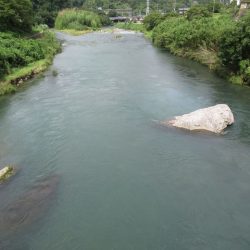 狩野川(狩野川漁業協同組合) 釣果