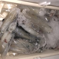 幸風（さちかぜ） 釣果