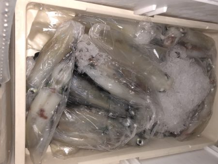 幸風（さちかぜ） 釣果