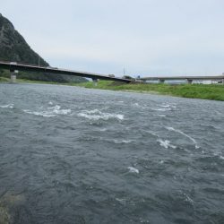 狩野川(狩野川漁業協同組合) 釣果