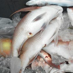 こうゆう丸 釣果