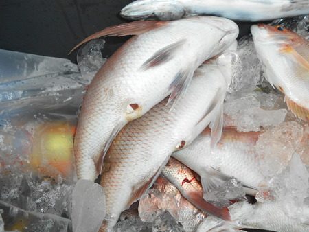 こうゆう丸 釣果