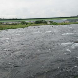 狩野川(狩野川漁業協同組合) 釣果