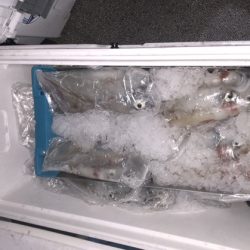 幸風（さちかぜ） 釣果