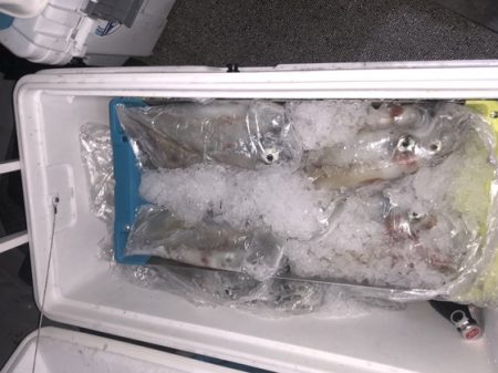 幸風（さちかぜ） 釣果