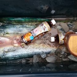 大進丸(新潟) 釣果