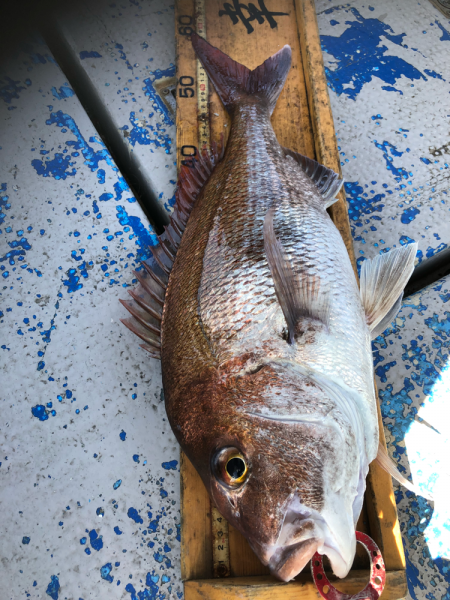 幸吉丸 釣果