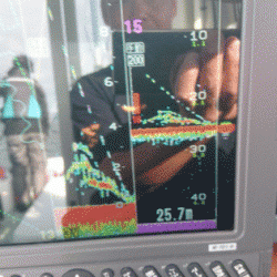 遊漁船ブルーウッズ 釣果