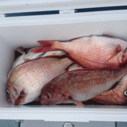 遊漁船ブルーウッズ 釣果