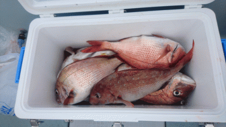 遊漁船ブルーウッズ 釣果