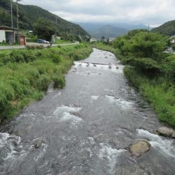狩野川(狩野川漁業協同組合) 釣果