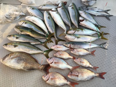ミタチ丸 釣果