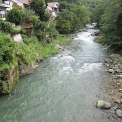 狩野川(狩野川漁業協同組合) 釣果