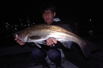 シーマジカル 釣果