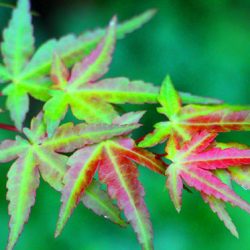 小菅トラウトガーデン 釣果