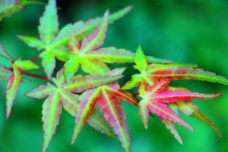 小菅トラウトガーデン 釣果