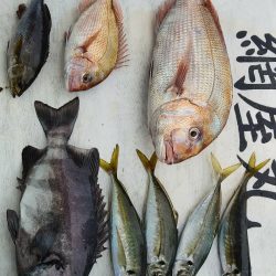 網屋丸 釣果