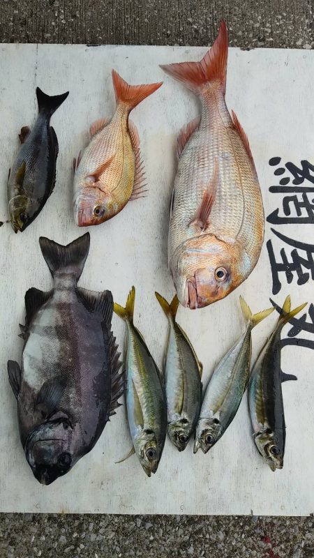 網屋丸 釣果