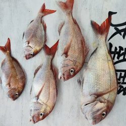 網屋丸 釣果