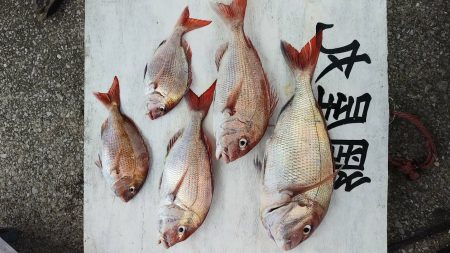 網屋丸 釣果