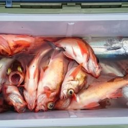 大進丸(新潟) 釣果