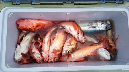 大進丸(新潟) 釣果