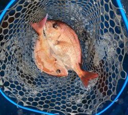 THESEAMAN(ザシーマン) 釣果