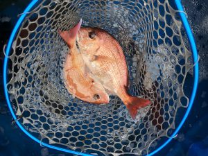 THESEAMAN(ザシーマン) 釣果