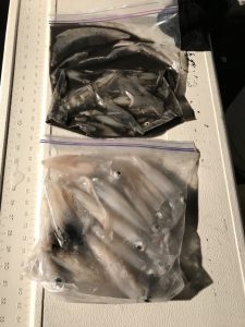 さぶろう丸 釣果