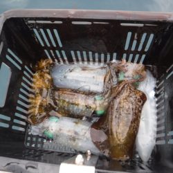 BlueNote Fishing Taxi 釣果