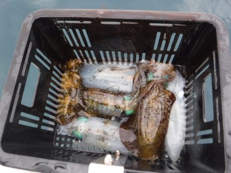 BlueNote Fishing Taxi 釣果