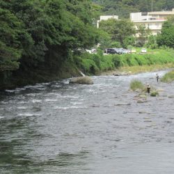 狩野川(狩野川漁業協同組合) 釣果