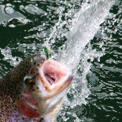 小菅トラウトガーデン 釣果