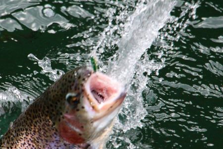 小菅トラウトガーデン 釣果