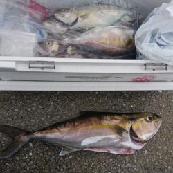 しば渡船 釣果
