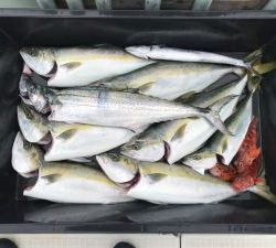 さぶろう丸 釣果