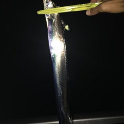 深夜タチウオ