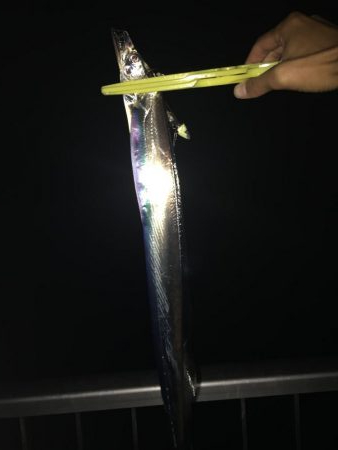 深夜タチウオ