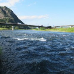 狩野川（狩野川漁業協同組合） 釣果